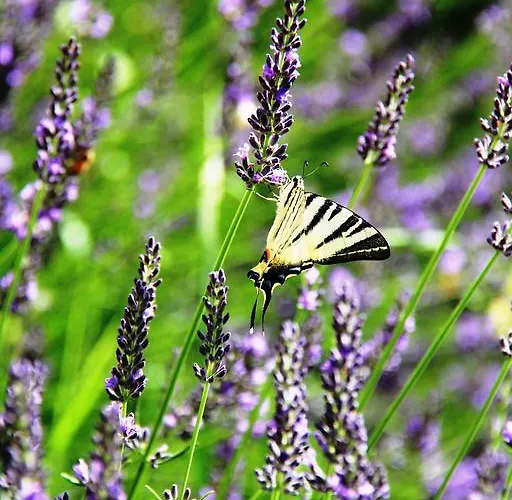 Buonincontro Vakantiehuis